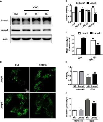 The Lysosomal Membrane Protein Lamp2 Alleviates Lysosomal Cell Death by Promoting Autophagic Flux in Ischemic Cardiomyocytes